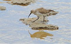 Curlew Sandpiper